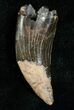 Large Inch Raptor Tooth - Montana #5672-1
